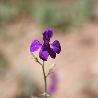 Iran,Tehran,Damavand