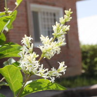 Iran,Tehran,Damavand