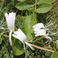 Iran,Tehran,Damavand