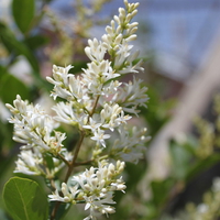 Iran,Tehran,Damavand