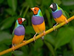 Colorful Birds