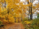 Yellow Path in Woods