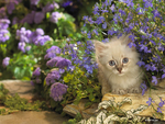 Sweet fluffy kitten among flowers