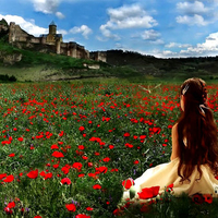 FIELD OF RED FLOWERS