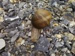 Snail