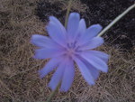 Blue flower