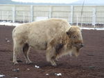 White Buffalo
