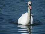 Swan