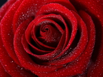 red rose