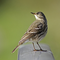 Rock ~ Anthus petrosus
