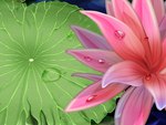 PINK LOTUS DEW