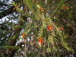 Bottle brush flowers