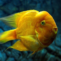 Yellow Fish