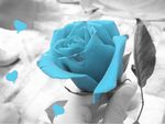 Baby blue rose