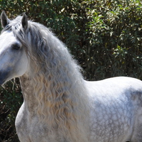 Beautiful Dappled Grey