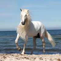 The Most Beautiful God's Creature