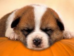 pumpkin puppy