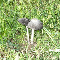mushrooms