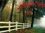autumn fence