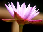 Pink Lotus Closeup