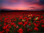 Red Poppies Field