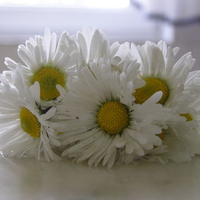 tiny daisies for you