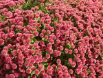 Chrysanthemuns
