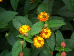 Lantana