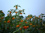 Lantana plant