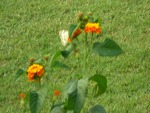 Lantana and butterfly