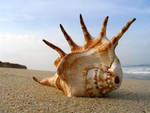 Seashell on the Sand
