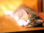 Sleepy Kitty