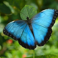 Common Blue Morpho Butterfly