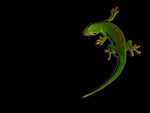 Gecko