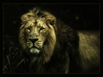 Lion in the Darkness