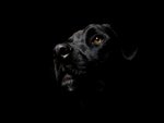 black-dog
