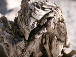 Driftwood