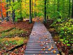 Autumn Colored Path