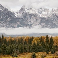 Nice forest wallpaper