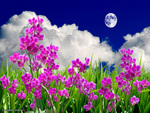 Flowers Field in the Moon