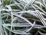 Frozen grass 2