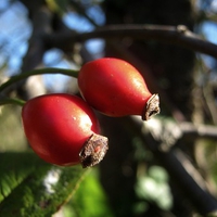 Rose Hip