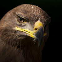 African Tawny Eagle