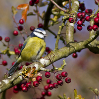 Blue tit ~ Cyanistes caeruleus