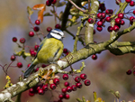 Blue tit ~ Cyanistes caeruleus