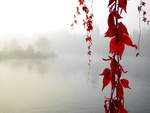 Foggy Autumn