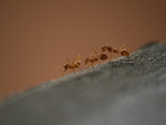 Ants