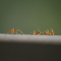 3 Ants
