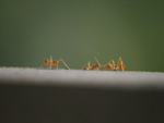 3 Ants