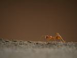Red Ant Macro
